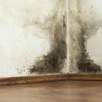 mold problem in St. Louis