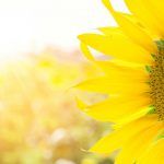 sunflower in the summer