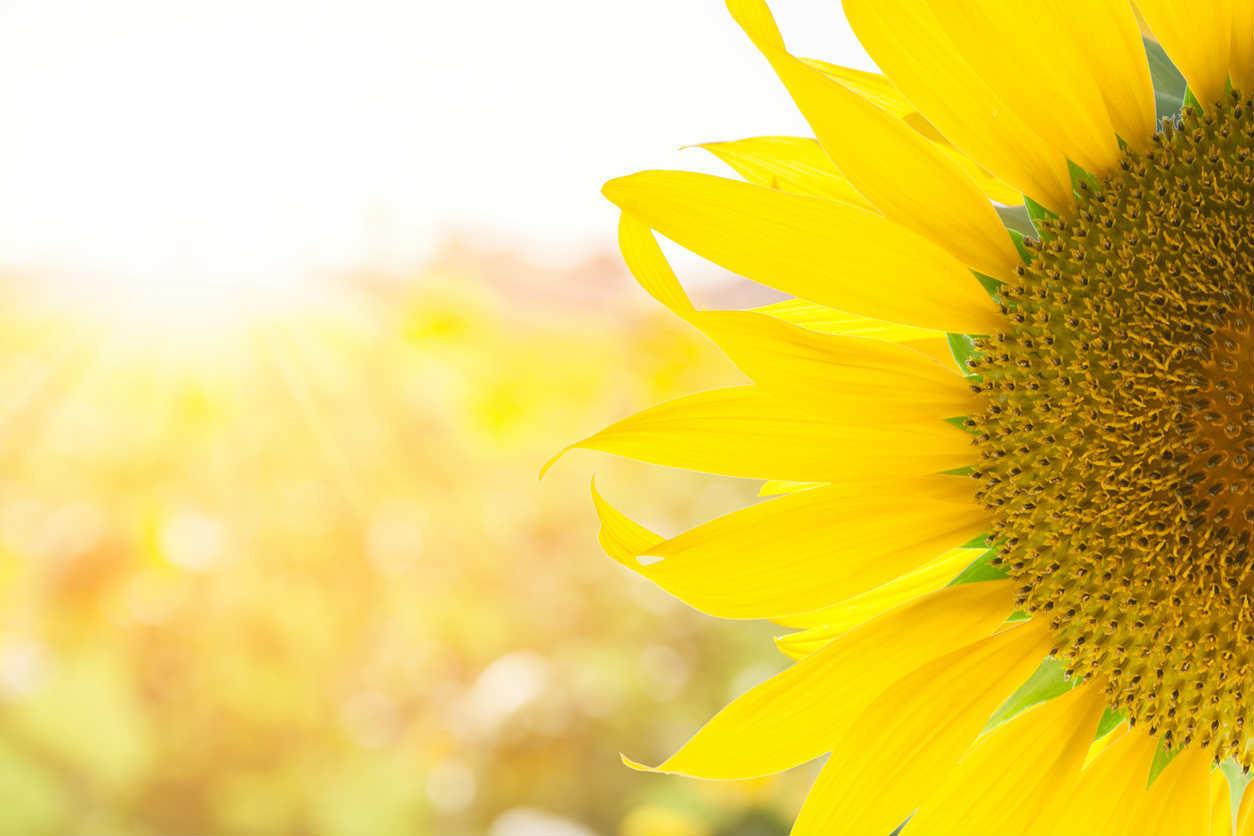 sunflower in the summer