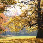Fall Allergies in St. Louis, MO